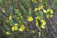 Hibbertia mucronata