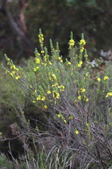 Hibbertia mucronata