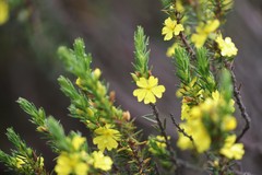 Hibbertia mucronata