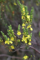 Hibbertia mucronata