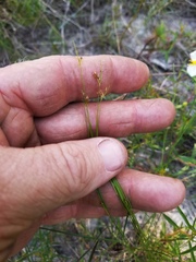 Rhynchospora pusilla