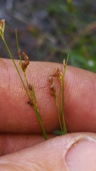 Rhynchospora pusilla