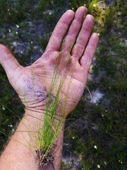 Rhynchospora pusilla