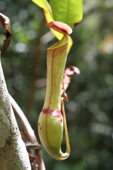 Nepenthes distillatoria