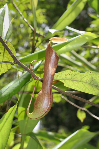 Nepenthes distillatoria