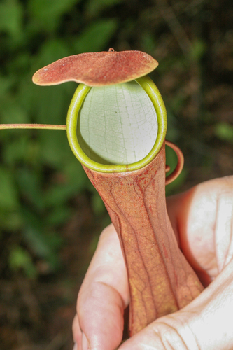 Nepenthes distillatoria