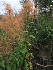 Calomeria amaranthoides