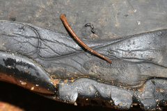 Haemadipsa zeylanica