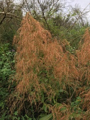 Calomeria amaranthoides