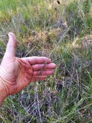 Aristida palustris