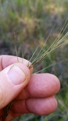 Aristida palustris