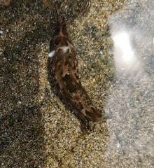 Navanax aenigmaticus