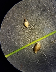 Rhynchospora pusilla