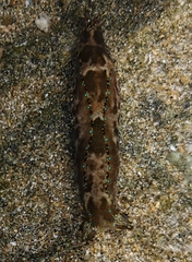 Navanax aenigmaticus