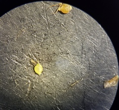 Rhynchospora pusilla