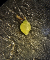 Rhynchospora pusilla