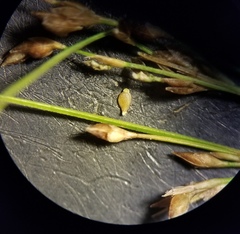 Rhynchospora pusilla