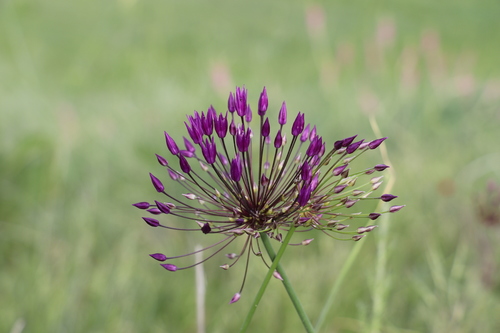 Allium longiradiatum