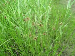 Bolboschoenus planiculmis