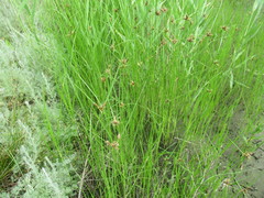 Bolboschoenus planiculmis
