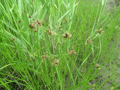 Bolboschoenus planiculmis