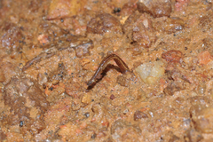 Haemadipsa zeylanica