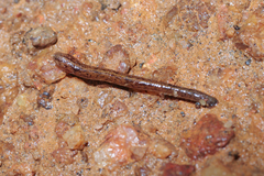 Haemadipsa zeylanica