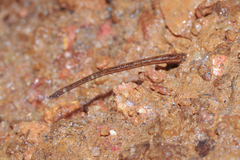 Haemadipsa zeylanica