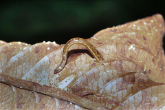 Haemadipsa zeylanica