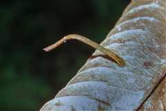 Haemadipsa zeylanica