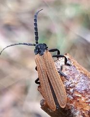 Trichalus semicostatus