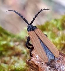 Trichalus semicostatus