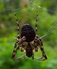 Metellina segmentata