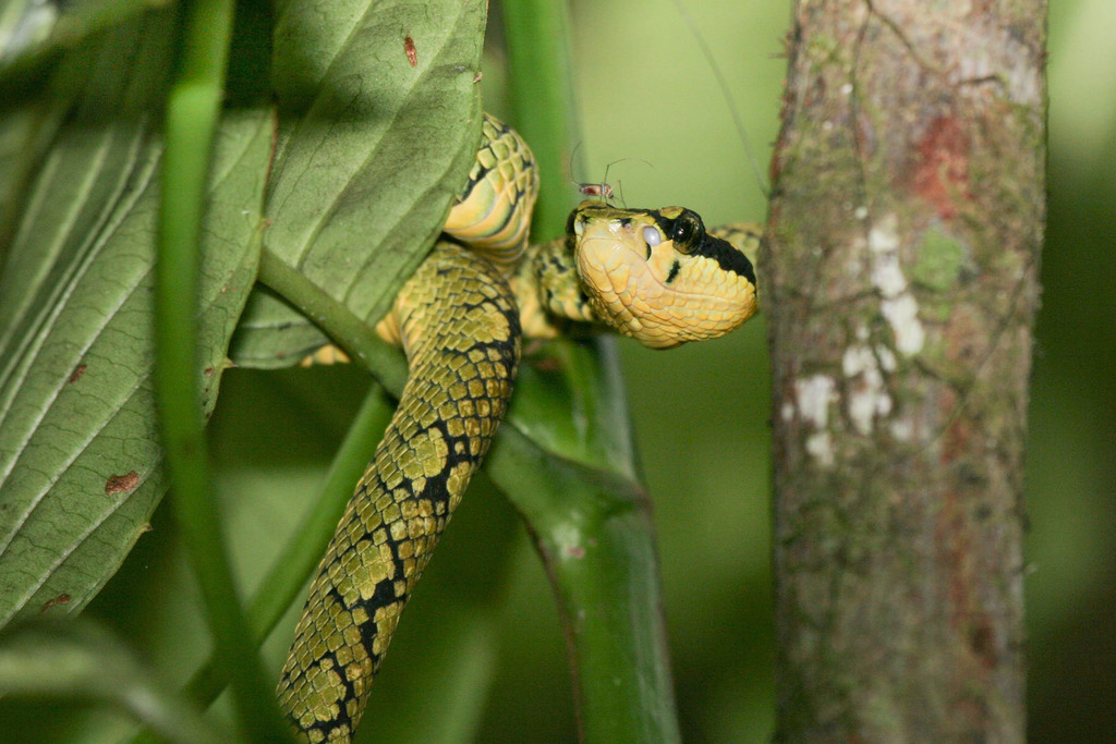Ceylon Pit Viper