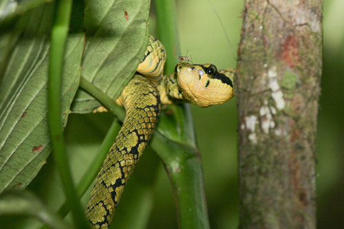 Ceylon Pit Viper, Craspedocephalus trigonocephalus