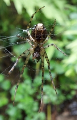 Metellina segmentata