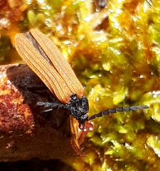 Trichalus semicostatus