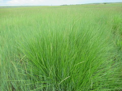 Stipa splendens