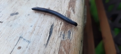 Ommatoiulus moreleti