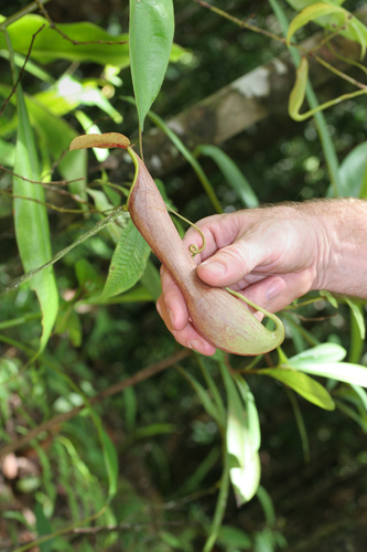 Nepenthes distillatoria