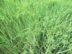 Asparagus pallasii