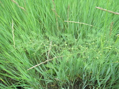 Asparagus pallasii
