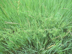 Asparagus pallasii