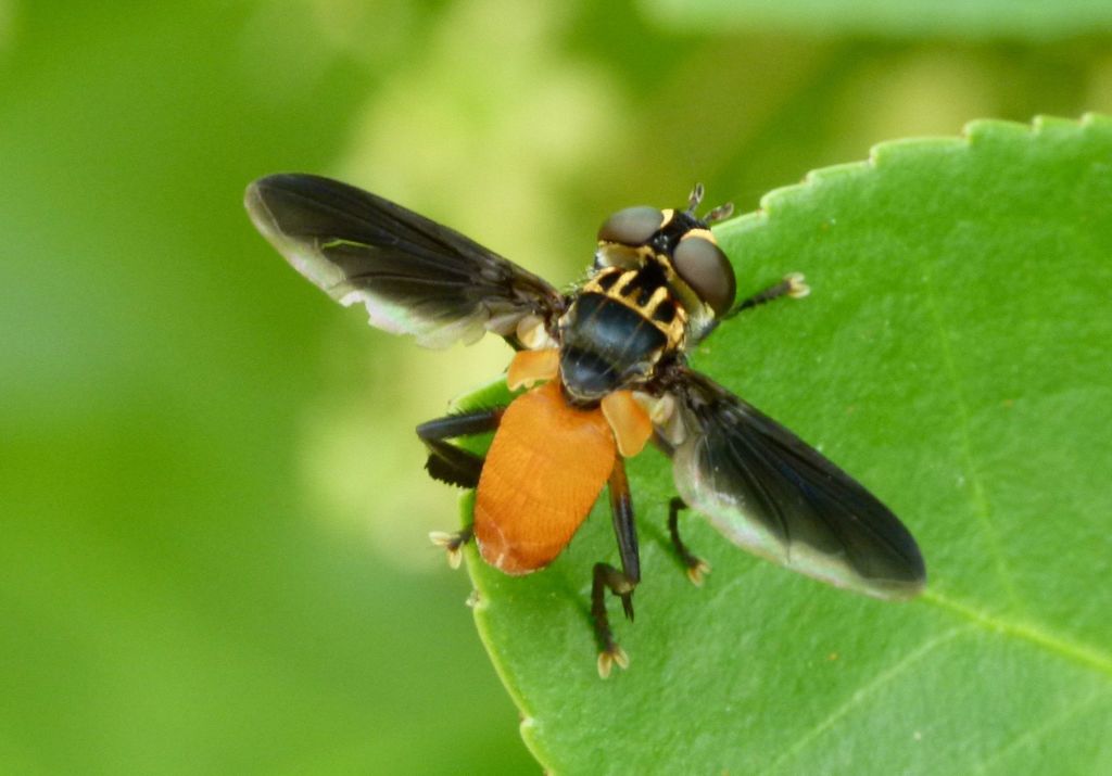 swift-feather-legged-fly-diptera-in-denton-county-texas-inaturalist