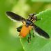 Galactomyia - Photo (c) Steve Kerr, some rights reserved (CC BY), uploaded by Steve Kerr