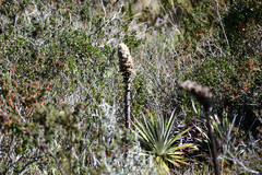Puya glomerifera