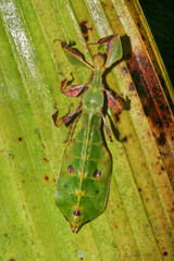 Pulchriphyllium agathyrsus