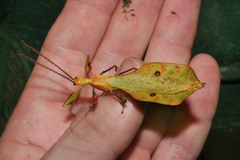 Pulchriphyllium agathyrsus