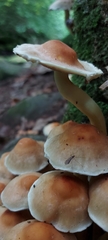 Hypholoma fasciculare