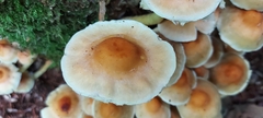 Hypholoma fasciculare